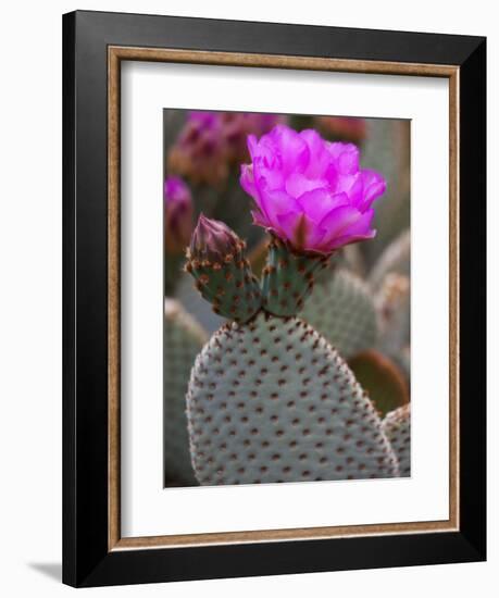 Flowering Beavertail Cactus, Joshua Tree National Park, California, Usa-Jamie & Judy Wild-Framed Photographic Print