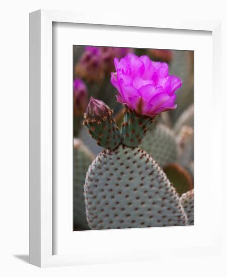 Flowering Beavertail Cactus, Joshua Tree National Park, California, Usa-Jamie & Judy Wild-Framed Photographic Print