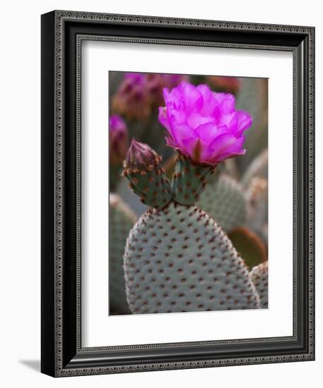 Flowering Beavertail Cactus, Joshua Tree National Park, California, Usa-Jamie & Judy Wild-Framed Photographic Print