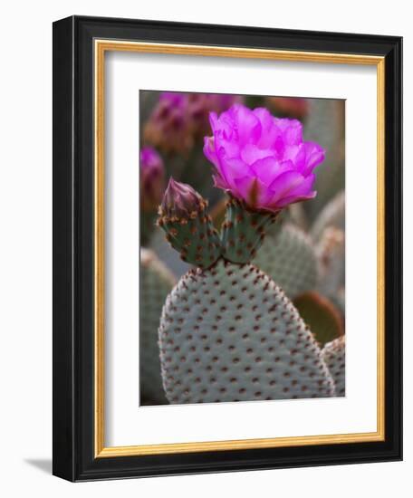 Flowering Beavertail Cactus, Joshua Tree National Park, California, Usa-Jamie & Judy Wild-Framed Photographic Print