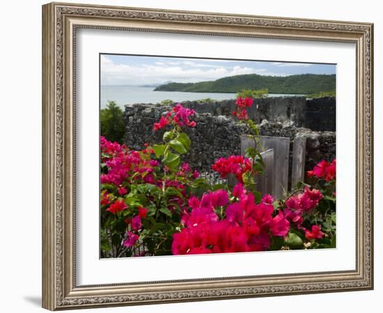 Flowering Bougainvillea & Ruins, Chateau Dubuc, Martinique, French Antilles, West Indies-Scott T. Smith-Framed Photographic Print