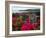 Flowering Bougainvillea & Ruins, Chateau Dubuc, Martinique, French Antilles, West Indies-Scott T. Smith-Framed Photographic Print