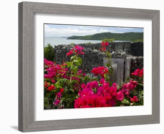 Flowering Bougainvillea & Ruins, Chateau Dubuc, Martinique, French Antilles, West Indies-Scott T. Smith-Framed Photographic Print