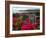 Flowering Bougainvillea & Ruins, Chateau Dubuc, Martinique, French Antilles, West Indies-Scott T. Smith-Framed Photographic Print