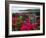 Flowering Bougainvillea & Ruins, Chateau Dubuc, Martinique, French Antilles, West Indies-Scott T. Smith-Framed Photographic Print