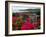 Flowering Bougainvillea & Ruins, Chateau Dubuc, Martinique, French Antilles, West Indies-Scott T. Smith-Framed Photographic Print