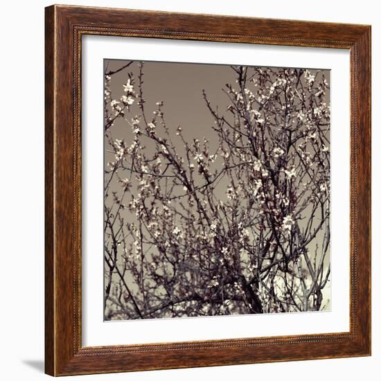 Flowering Branches 5756-Rica Belna-Framed Giclee Print