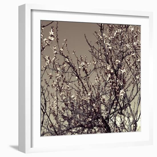 Flowering Branches 5756-Rica Belna-Framed Giclee Print