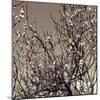 Flowering Branches 5756-Rica Belna-Mounted Giclee Print