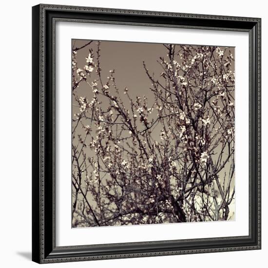 Flowering Branches 5756-Rica Belna-Framed Giclee Print