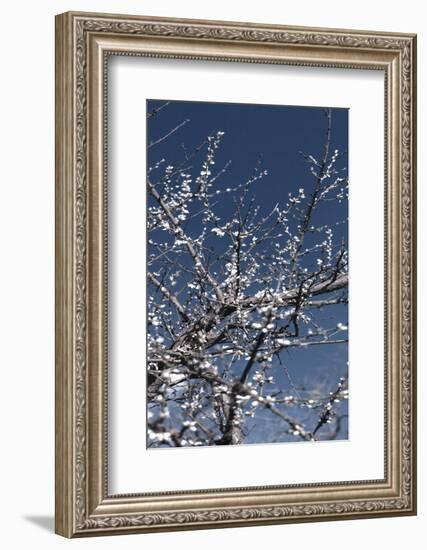 Flowering Branches-Rica Belna-Framed Photographic Print