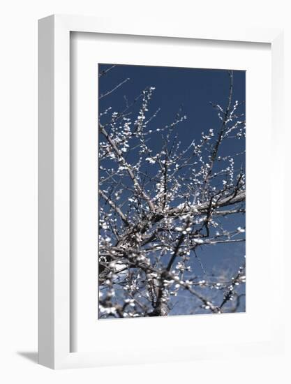 Flowering Branches-Rica Belna-Framed Photographic Print