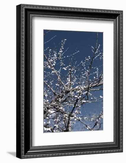 Flowering Branches-Rica Belna-Framed Photographic Print