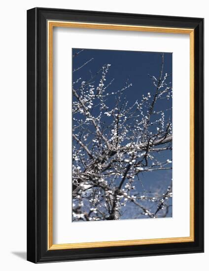 Flowering Branches-Rica Belna-Framed Photographic Print