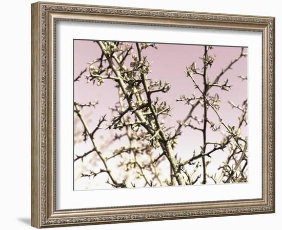 Flowering Branchess-Rica Belna-Framed Giclee Print