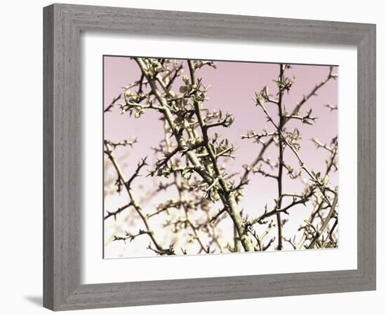 Flowering Branchess-Rica Belna-Framed Giclee Print