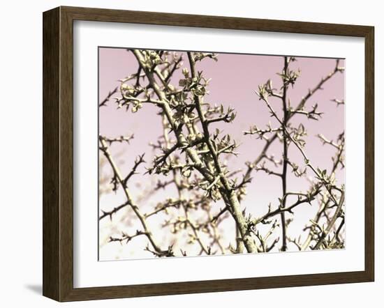 Flowering Branchess-Rica Belna-Framed Giclee Print