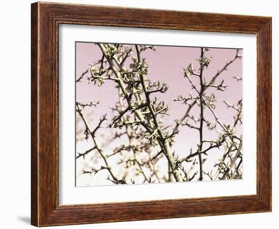 Flowering Branchess-Rica Belna-Framed Giclee Print