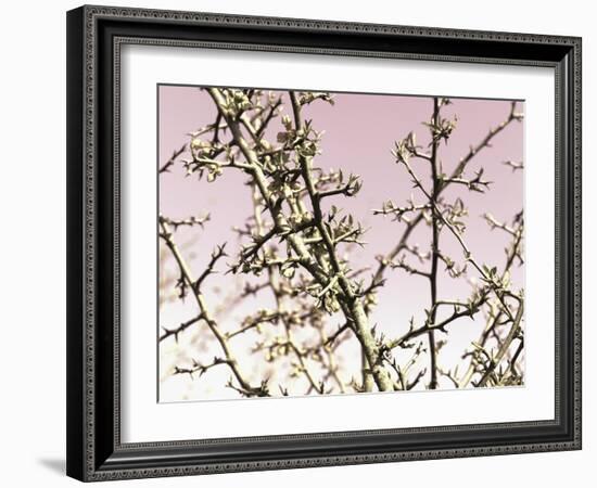 Flowering Branchess-Rica Belna-Framed Giclee Print