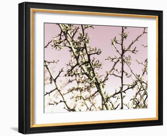 Flowering Branchess-Rica Belna-Framed Giclee Print