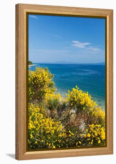 Flowering Broom at Coastal Landscape, Makarska Riviera, Dalmatia, Croatia-null-Framed Premier Image Canvas