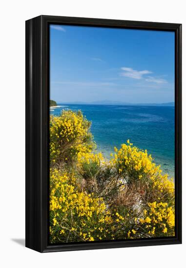 Flowering Broom at Coastal Landscape, Makarska Riviera, Dalmatia, Croatia-null-Framed Premier Image Canvas