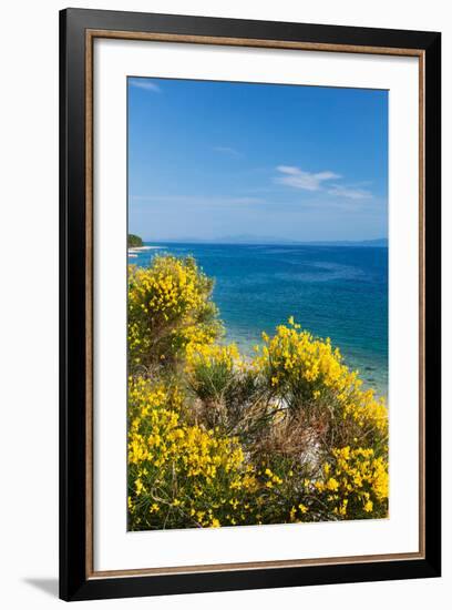 Flowering Broom at Coastal Landscape, Makarska Riviera, Dalmatia, Croatia-null-Framed Photographic Print