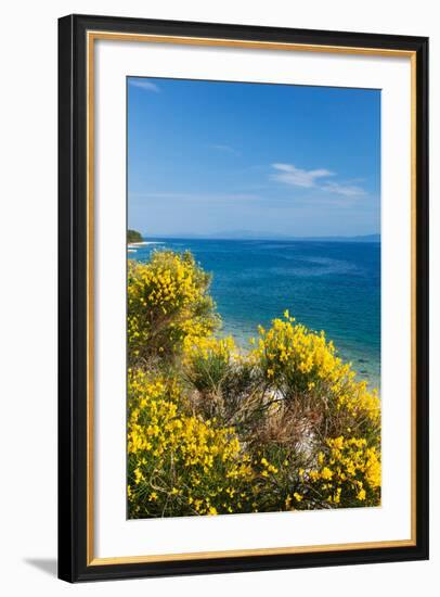 Flowering Broom at Coastal Landscape, Makarska Riviera, Dalmatia, Croatia-null-Framed Photographic Print