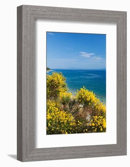 Flowering Broom at Coastal Landscape, Makarska Riviera, Dalmatia, Croatia-null-Framed Photographic Print