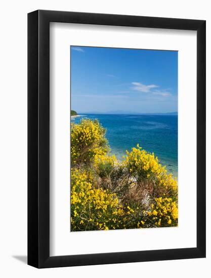 Flowering Broom at Coastal Landscape, Makarska Riviera, Dalmatia, Croatia-null-Framed Photographic Print