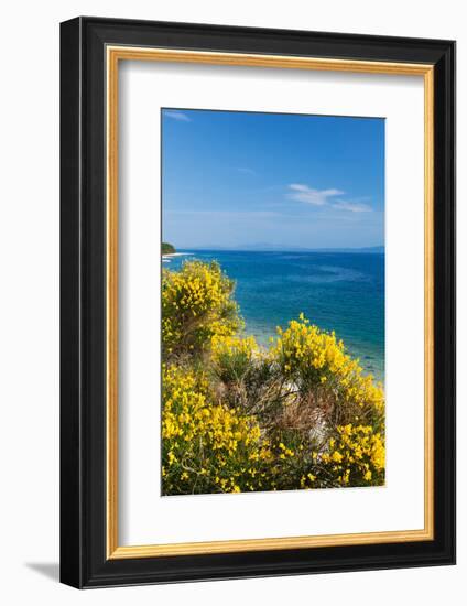 Flowering Broom at Coastal Landscape, Makarska Riviera, Dalmatia, Croatia-null-Framed Photographic Print