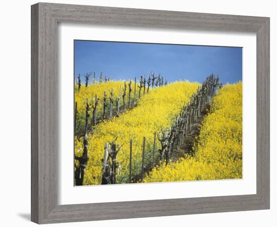 Flowering Charlock in Carneros Region, Napa Valley, Calif.-Hendrik Holler-Framed Photographic Print