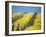 Flowering Charlock in Carneros Region, Napa Valley, Calif.-Hendrik Holler-Framed Photographic Print