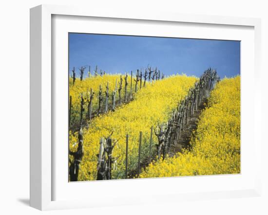 Flowering Charlock in Carneros Region, Napa Valley, Calif.-Hendrik Holler-Framed Photographic Print