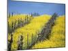 Flowering Charlock in Carneros Region, Napa Valley, Calif.-Hendrik Holler-Mounted Photographic Print