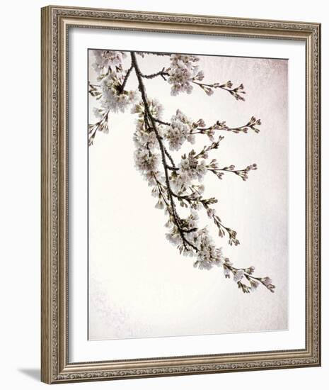 Flowering Cherry I-Kathy Mahan-Framed Photo