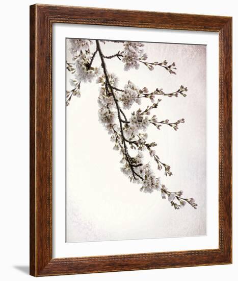 Flowering Cherry I-Kathy Mahan-Framed Photo