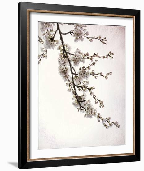 Flowering Cherry I-Kathy Mahan-Framed Photo