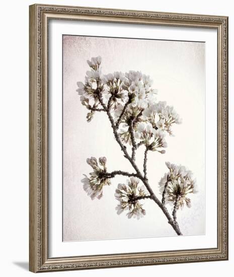 Flowering Cherry II-Kathy Mahan-Framed Photo