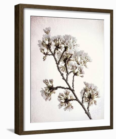 Flowering Cherry II-Kathy Mahan-Framed Photo