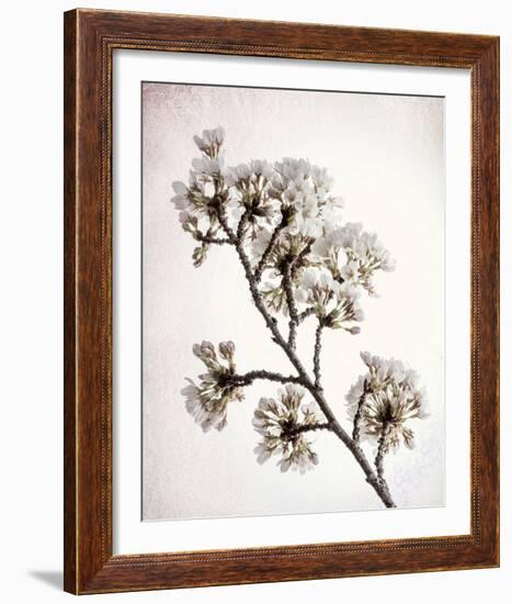 Flowering Cherry II-Kathy Mahan-Framed Photo