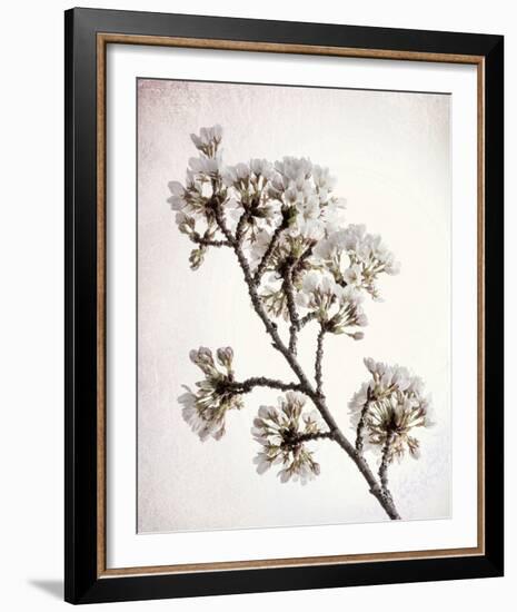 Flowering Cherry II-Kathy Mahan-Framed Photo