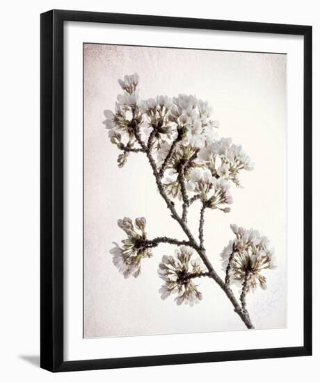 Flowering Cherry II-Kathy Mahan-Framed Photo