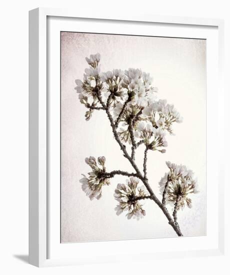 Flowering Cherry II-Kathy Mahan-Framed Photo