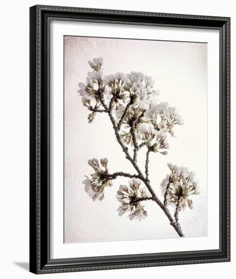 Flowering Cherry II-Kathy Mahan-Framed Photo