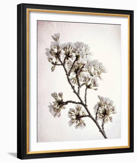 Flowering Cherry II-Kathy Mahan-Framed Photo