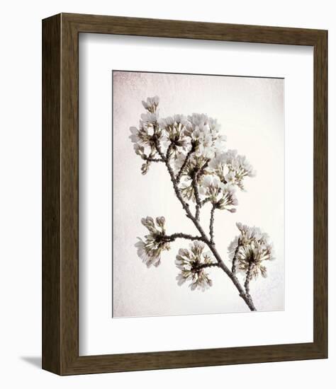 Flowering Cherry II-Kathy Mahan-Framed Photo