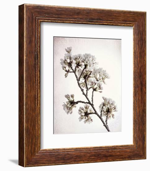 Flowering Cherry II-Kathy Mahan-Framed Photo