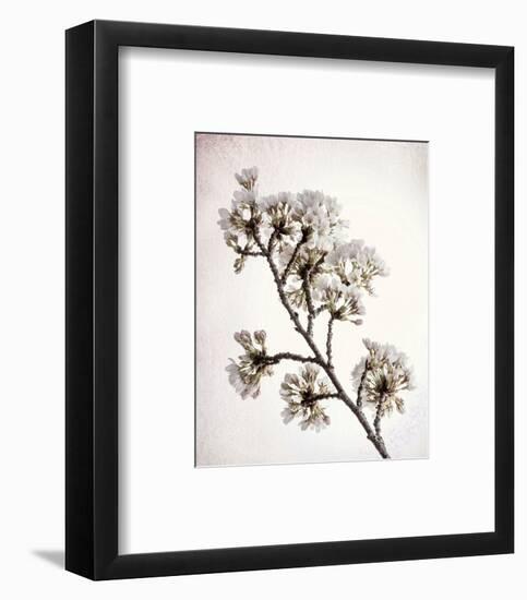 Flowering Cherry II-Kathy Mahan-Framed Photo