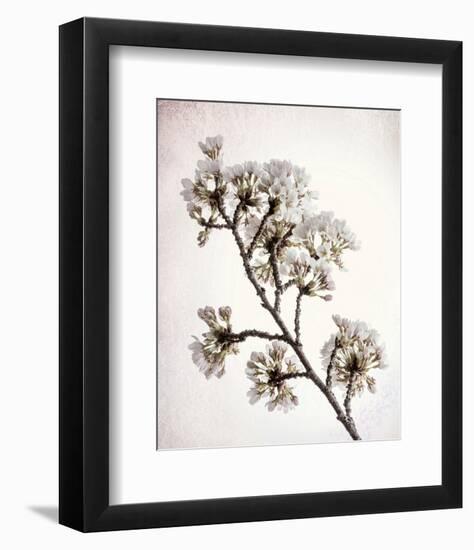 Flowering Cherry II-Kathy Mahan-Framed Photo